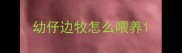 幼仔边牧怎么喂养