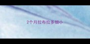 2个月拉布拉多细小