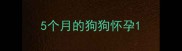 5个月的狗狗怀孕