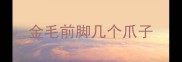 金毛前脚几个爪子