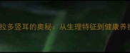 拉布拉多竖耳的奥秘从生理特征到健康养护全