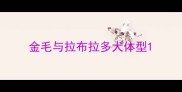 金毛与拉布拉多犬体型