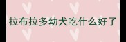 拉布拉多幼犬吃什么好了