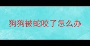 狗狗被蛇咬了怎么办