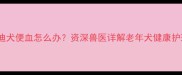 六岁泰迪犬便血怎么办资深兽医详解老年犬健康护理指南