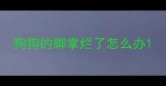 狗狗的脚掌烂了怎么办