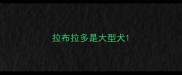 拉布拉多是大型犬