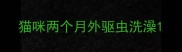 猫咪两个月外驱虫洗澡