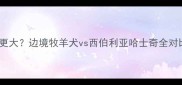 哈士奇vs边牧谁更大边境牧羊犬vs西伯利亚哈士奇全对比指南宠物百科