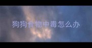 狗狗食物中毒怎么办