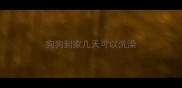 狗狗到家几天可以洗澡