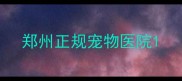 郑州正规宠物医院