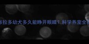 拉布拉多幼犬多久能睁开眼睛科学养宠全指南