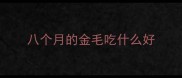 八个月的金毛吃什么好