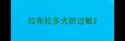 拉布拉多犬防过敏