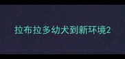 拉布拉多幼犬到新环境