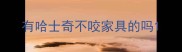 有哈士奇不咬家具的吗