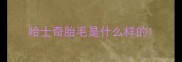 哈士奇胎毛是什么样的