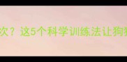 拉布拉多每天拉四次这5个科学训练法让狗狗24小时定点如厕