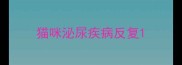 猫咪泌尿疾病反复