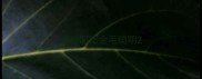 萨摩耶比金毛聪明
