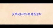灰泰迪和棕泰迪配种