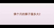 俩个月的狮子猫多大