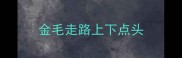 金毛走路上下点头