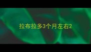 拉布拉多3个月左右