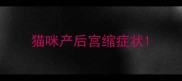 猫咪产后宫缩症状