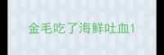 金毛吃了海鲜吐血