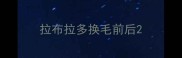 拉布拉多换毛前后