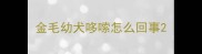 金毛幼犬哆嗦怎么回事