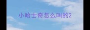 小哈士奇怎么叫的