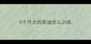 5个月大的泰迪怎么训练