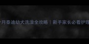3个月泰迪幼犬洗澡全攻略新手家长必看护理指南