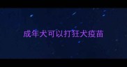 成年犬可以打狂犬疫苗