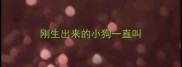 刚生出来的小狗一直叫
