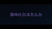 猫咪吐白沫怎么办