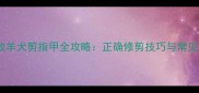 边境牧羊犬剪指甲全攻略正确修剪技巧与常见误区