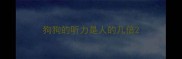 狗狗的听力是人的几倍
