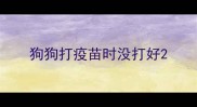 狗狗打疫苗时没打好