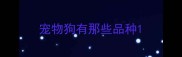 宠物狗有那些品种