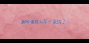 猫咪睡觉耳朵不发烫了