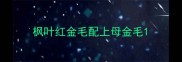 枫叶红金毛配上母金毛
