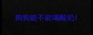 狗狗能不能喝酸奶