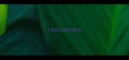 小狗能经常洗澡吗