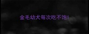 金毛幼犬每次吃不饱