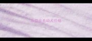 杂交金毛幼犬价格