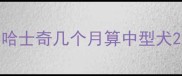 哈士奇几个月算中型犬
